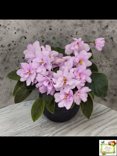 ЛЕ-Розовый Вальс (Е. Лебецкая) 2018 г. трейлер (пасынок сорт посажен 20.10.25)