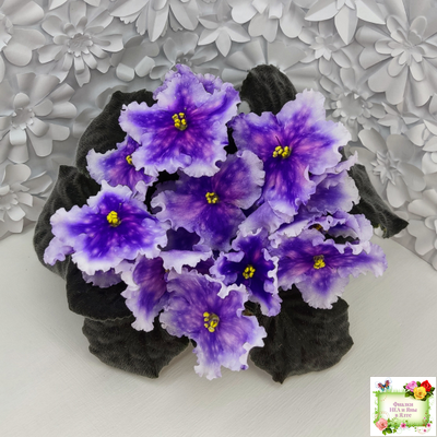 Dn-Огни Бродвея (Д. Денисенко) 2020 г.