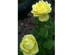 Амандина (Amandine), срезочная.    Olij Rozen