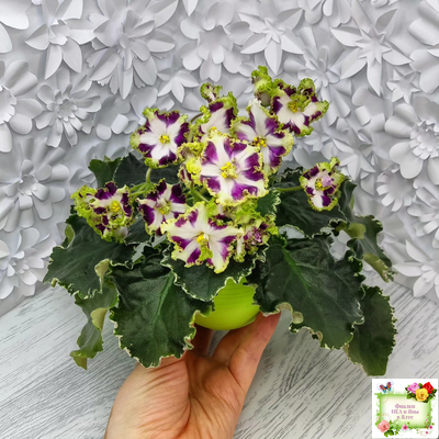 Лесной Царь (Кузина, Артемова) 2009 г. химера (стартер сорт)