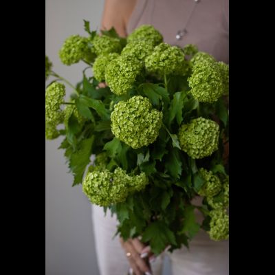 Моно букет цветов № 530