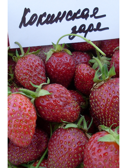 Кокинская заря