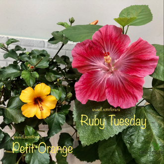 Гибискус ‘ Petit orange ‘