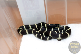 Змея королевская, Lampropeltis
