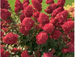 САМАРСКАЯ ЛИДИЯ В ГОРШКЕ 2 ЛИТРА