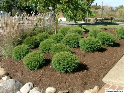 Туя Мистер Боулинг Болл - Mr. Bowling Ball