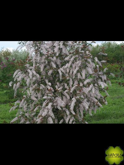 Черёмуха &quot;ЦАРЕВНА-КОРОЛЕВНА&quot; (САЖЕНЕЦ 80-90 см)