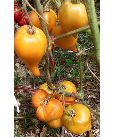 Томат Оранжевый слон минусинский