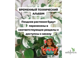 АЛЬБОМ В РАБОТЕ