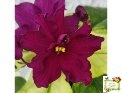 ЕК-Бой Быков Голд (Е. Коршунова) 2014 г.