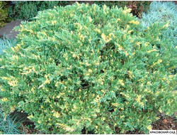 Можжевельник Экспанза Варигата - Expansa Variegata