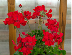 Пеларгония Ирида ЗА Дракула