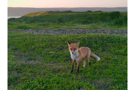 Лиса в лесу