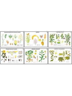 Плакаты ПРОФТЕХ "Растениеводство. Зерновые, зернобобовые и технич. культуры" (18 пл, винил, 70х100)