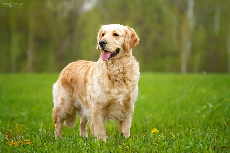 Марго 4 года