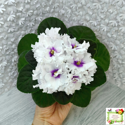 ПТ-Лариса (Т. Пугачева) 2017-2018 гг. (Стартер)