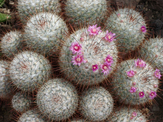 Маммиллярия атласная - Mammillaria Bombycina