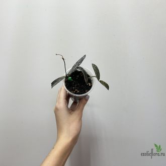 24/07/25 Hoya Sigilatis