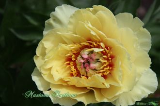 Paeonia itoh hybr. Garden Treasure