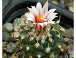 Turbinicarpus panarottoi - 5 семян