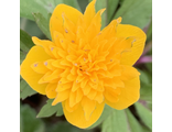 Anemone ranunculoides Maria (в упаковке 3-5 корня)