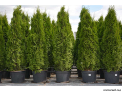 Туя Смарагд - Smaragd