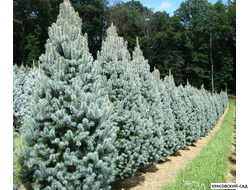 Ель Изели Фастигиата - Iseli Fastigiate