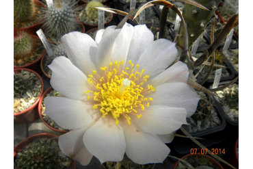 Tephrocactus articulatus v. papyracanthus