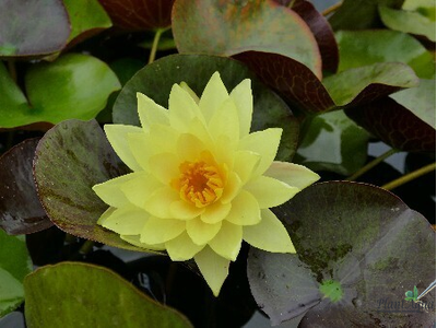 Нимфея Монстр Еллоу