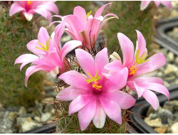 Mammillaria mazatlanensis - 5 семян