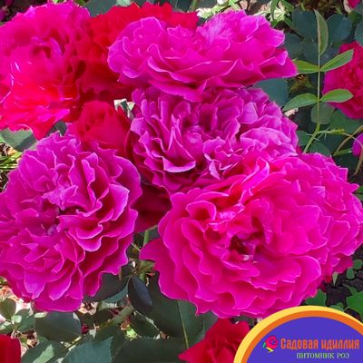 Вельвити Твайлайт (Velvety Twilight)