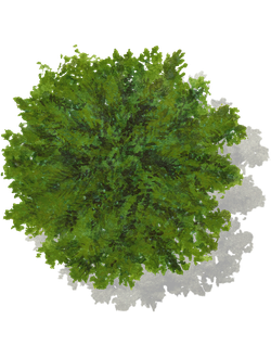 2D-схематичные растения вид сверху