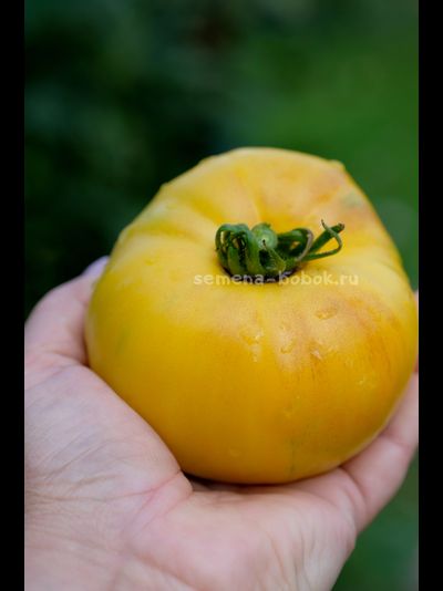Томат Манго Минусинское, 10 шт