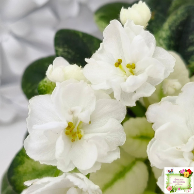 Scales White (Е. и Я. Немчиновы) 2025 г. (детка)