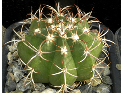 Melocactus matanzanus (D=35mm)