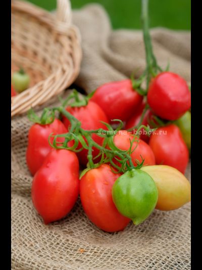 Томат Новинка Приднестровья, 10 шт