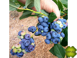 "ДЕНИС БЛЮ" (крупные ягоды)