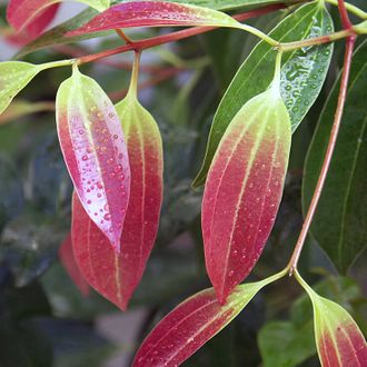 Корица (Cinnamomum zeylanicum) листья 10 мл - 100% натуральное эфирное масло