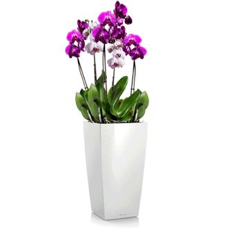 Орхидея Фаленопсис + CUBICO 22 Белый блестящий
