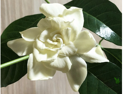 Gardenia Jasminoides 'Mystery'