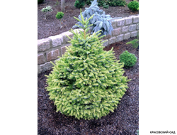 Ель сербская Певе Тижн