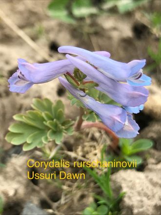 Corydalis turtschaninovii Ussuri Dawn