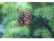 Дугласия, Псевдотсуга (Pseudotsuga menziesii) - 100% натуральное эфирное масло