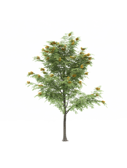 цветущие Акация цветущая 200