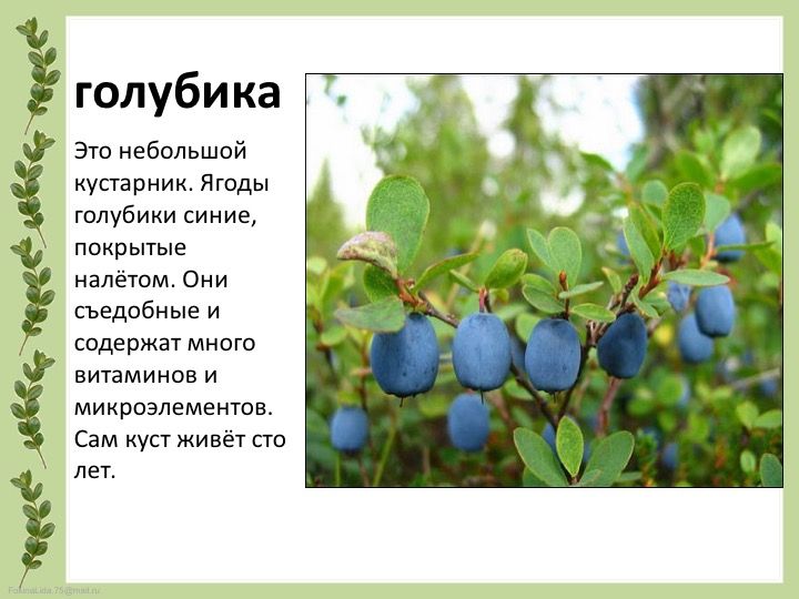 Какой тип питания характерен для голубики обыкновенной изображенной на рисунке