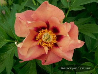 Пион Old Rose Dandy (Олд Роуз Денди) ИТО