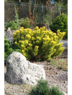 Сосна горная Winter Gold