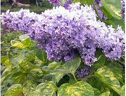 Сирень обыкновенная Аукубафолия, C5