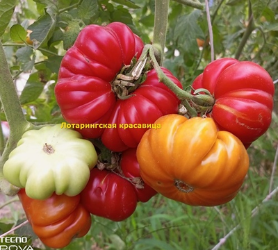 Томат Лотарингская красавица (Beauty Lottringa)
