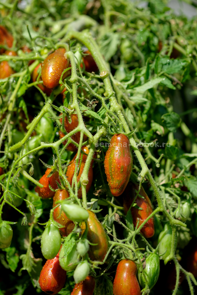 Томат Оливетта полосатая (Olivette Striée), 10 шт